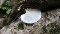 Trametes versicolor image