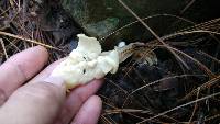 Helvella crispa image