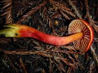 Hygrocybe coccinea image