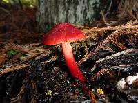 Hygrocybe coccinea image