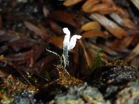 Xylaria hypoxylon image