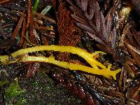 Calocera viscosa image