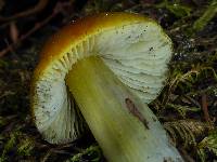 Hygrocybe singeri image