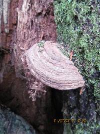 Ganoderma applanatum image