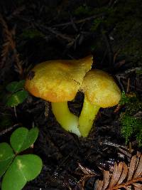 Hygrocybe chlorophana image