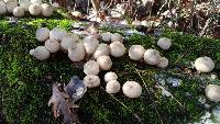 Lycoperdon pyriforme image