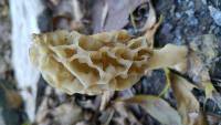 Morchella rufobrunnea image