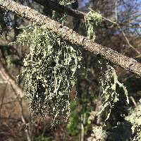 Ramalina leptocarpha image