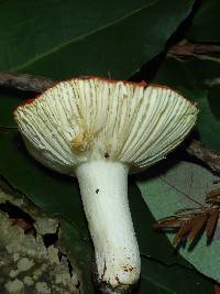 Russula californiensis image