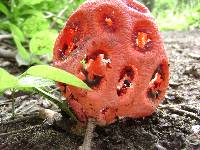 Clathrus ruber image