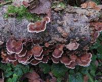 Trametes versicolor image