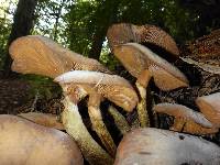 Armillaria ostoyae image