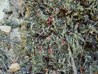 Cladonia cristatella image