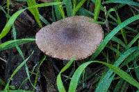 Psathyrella uliginicola image