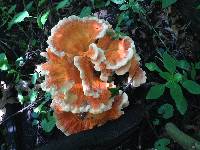 Laetiporus cincinnatus image