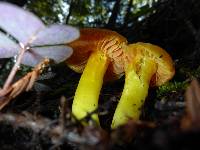 Hygrocybe chlorophana image