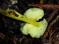 Hygrocybe chlorophana image