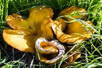 Omphalotus olivascens image