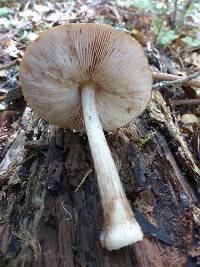 Pluteus cervinus image