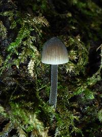 Mycena leptocephala image