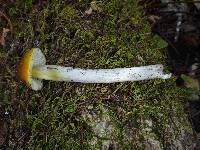 Hygrocybe singeri image