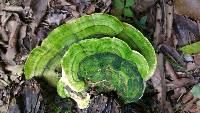 Trametes gibbosa image