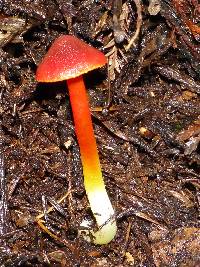 Hygrocybe coccinea image