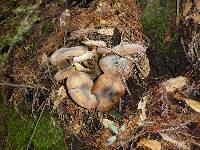 Armillaria ostoyae image