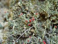 Cladonia cristatella image