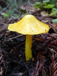 Hygrocybe chlorophana image