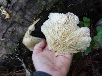 Pleurotus ostreatus image