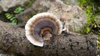 Trametes versicolor image