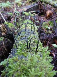 Xylaria hypoxylon image