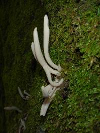 Clavaria fumosa image