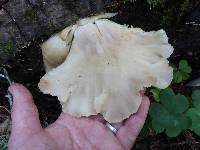 Pleurotus ostreatus image