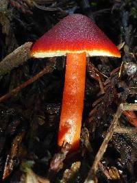 Hygrocybe coccinea image