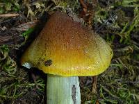 Hygrocybe singeri image