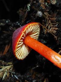 Hygrocybe coccinea image