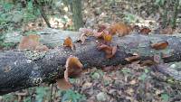 Auricularia americana image