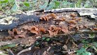 Auricularia americana image