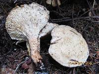 Clitocybe nebularis image