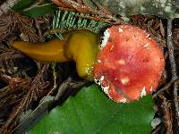 Russula californiensis image