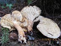 Clitocybe nebularis image