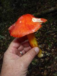 Hygrocybe laetissima image