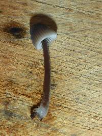 Mycena leptocephala image