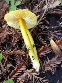 Hygrocybe chlorophana image