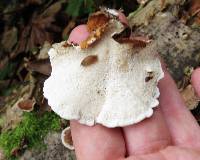 Trametes versicolor image