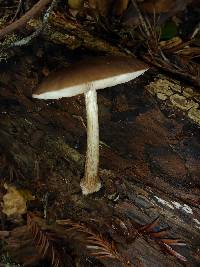 Pluteus cervinus image