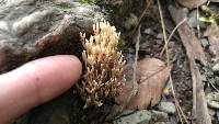 Ramaria stricta image