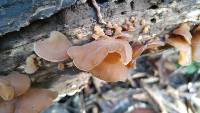 Auricularia americana image